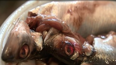 Crostini met haring, appel en wasabi