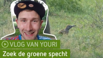 'Een groene specht in het gras zoeken is een hele opgave'